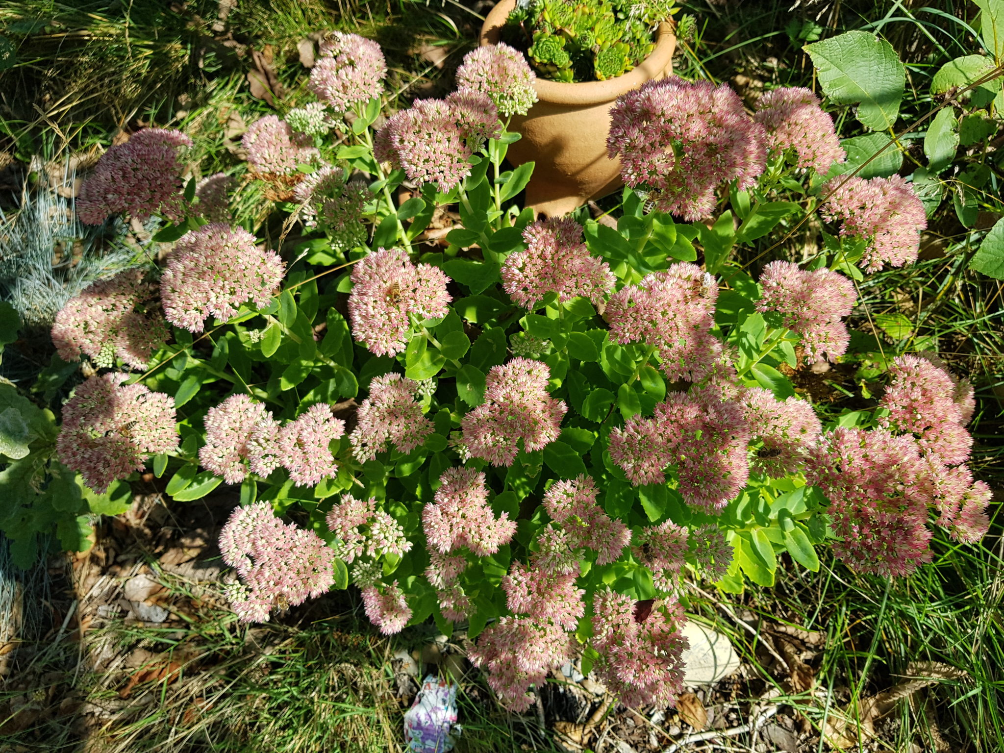 Hohe Fetthenne, Sedum telephium GartenmitRendite.de