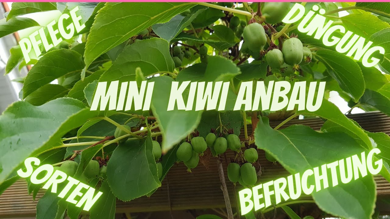 Minikiwi, Actinidia arguta GartenmitRendite.de